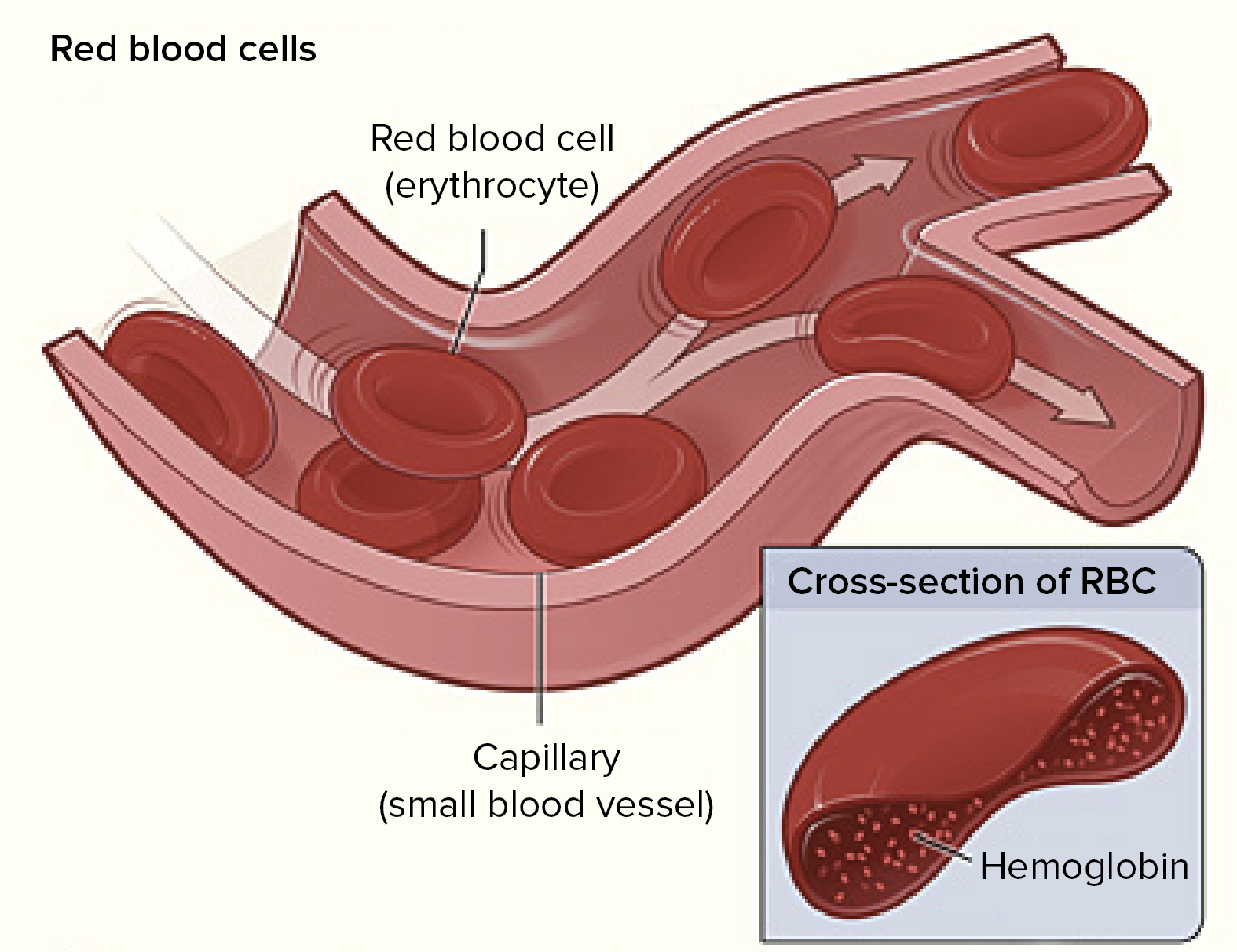 red blood cell diagram labeled for kids