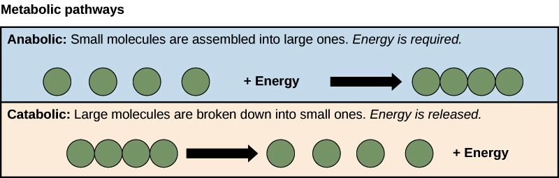 Anabolic pathway: small molecules are assembled into larger ones. Energy is typically required.

Catabolic pathway: large molecules are broken down into small ones. Energy is typically released.