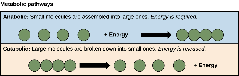 metabolism diagram