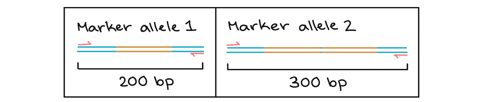 Three Main Steps Of Pcr Flow Chart