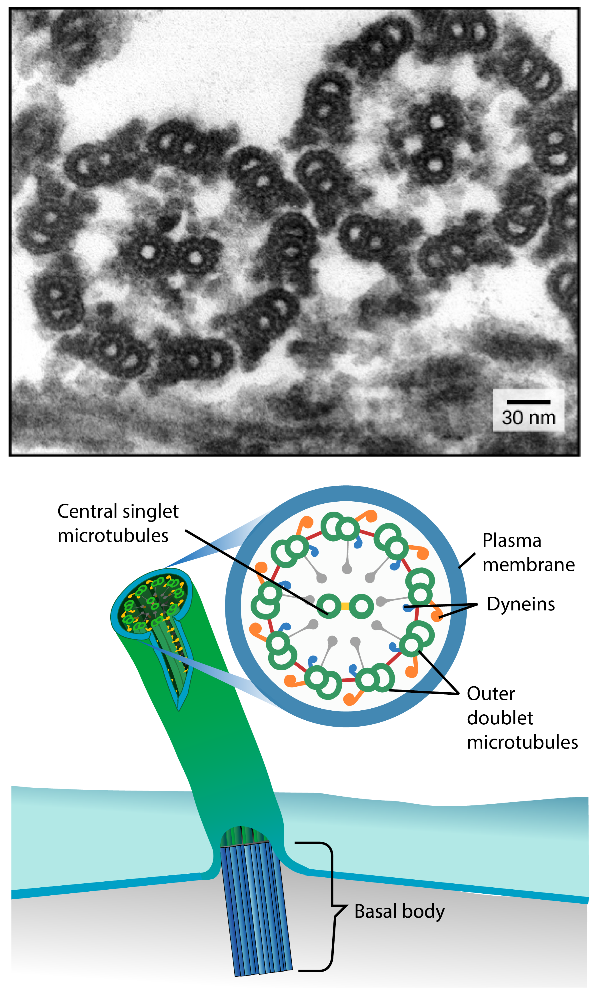 microfilaments and microtubules in a plant cell