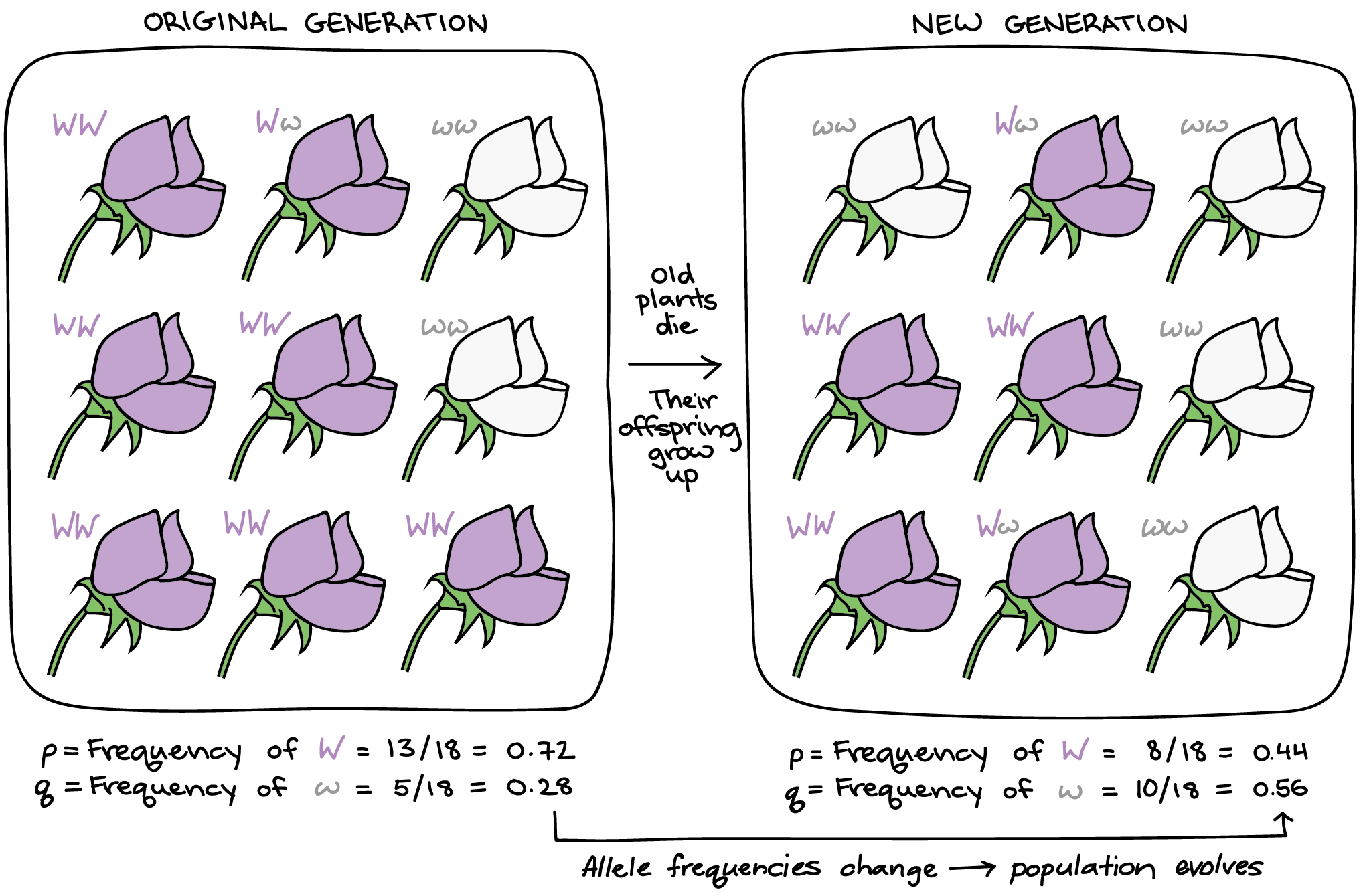 Genotype Frequency Vs Allele Frequency