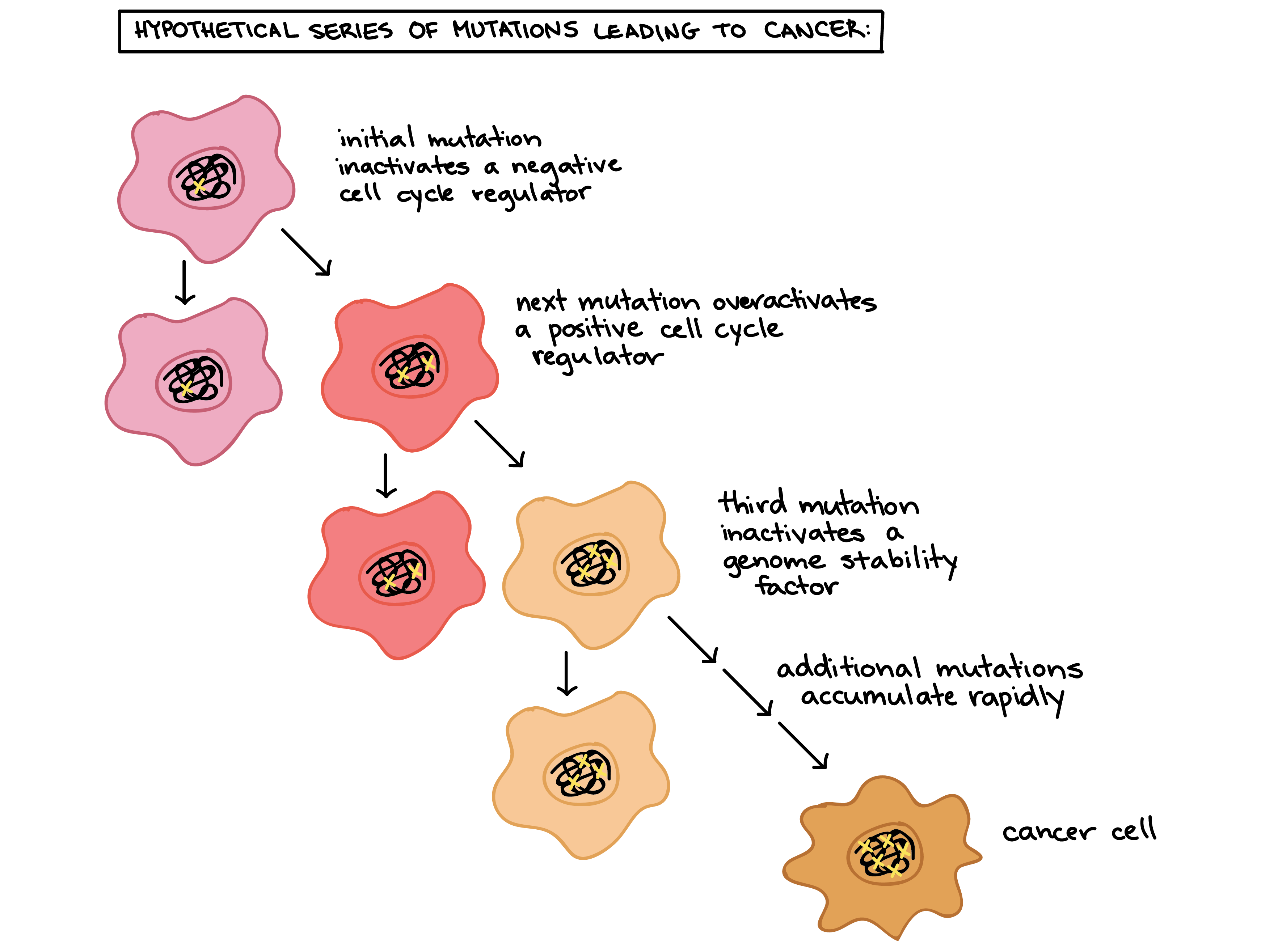 hypothetical series of mutations leading to cancer