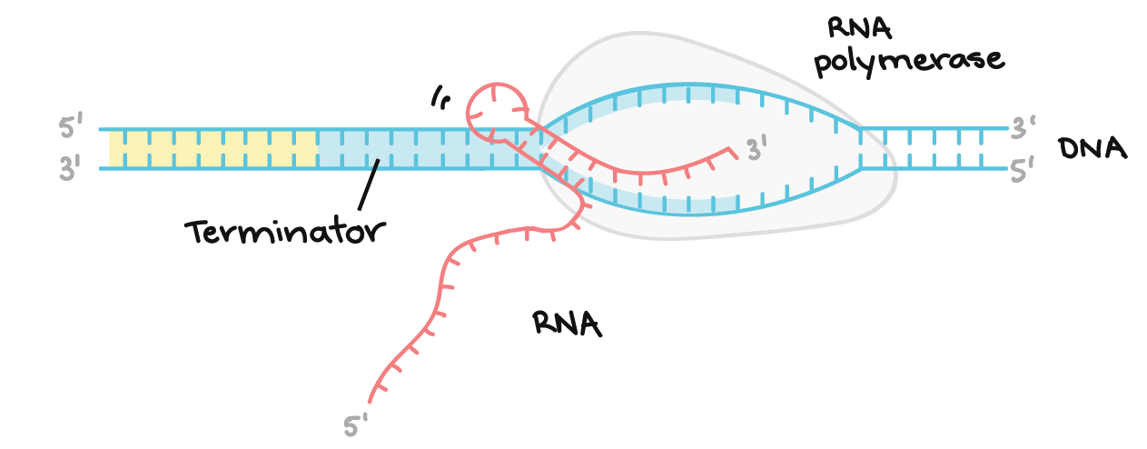 The terminator DNA encodes a region of RNA that forms a hairpin structure followed by a string of U nucleotides. The hairpin structure in the transcript causes the RNA polymerase to stall. The U nucleotides that come after the hairpin form weak bonds with the A nucleotides of the DNA template, allowing the transcript to separate from the template and ending transcription.