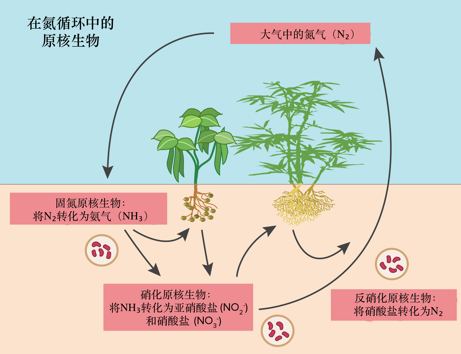 原核生物代谢(文章) | 原核生物代谢与生态学| 可汗学院, image size:1900x1458