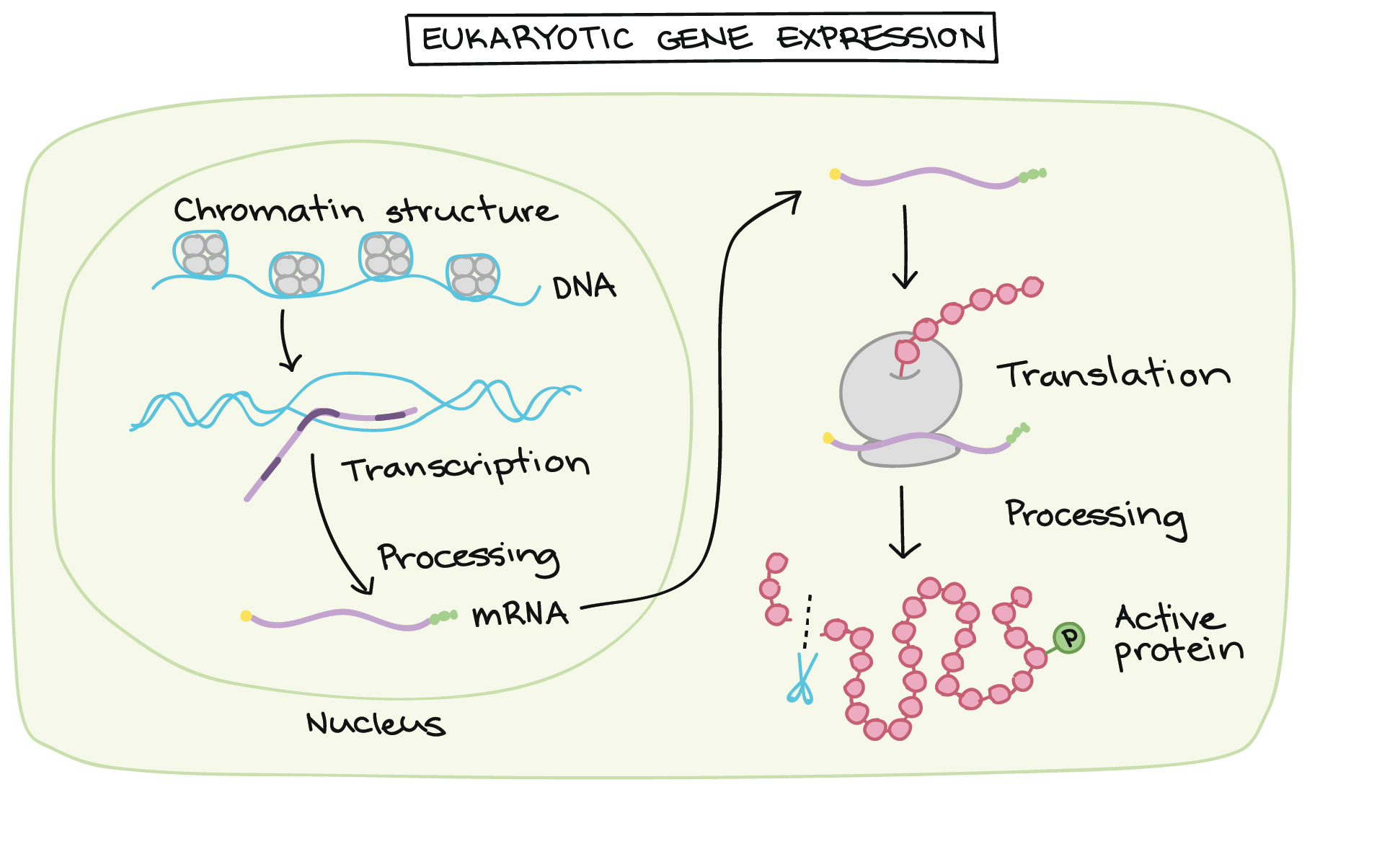 Stages of eukaryotic gene expression (any of which can be potentially regulated).

1. Chromatin structure. Chromatin may be tightly compacted or loose and open.

2. Transcription. An available gene (with sufficiently open chromatin) is transcribed to make a primary transcript.

3. Processing and export. The primary transcript is processed (spliced, capped, given a poly-A tail) and shipped out of the nucleus.

4. mRNA stability. In the cytosol, the mRNA may be stable for long periods of time or may be quickly degraded (broken down).

5. Translation. The mRNA may be translated more or less readily/frequently by ribosomes to make a polypeptide.

6. Protein processing. The polypeptide may undergo various types of processing, including proteolytic cleavage (snipping off of amino acids) and addition of chemical modifications, such as phosphate groups.

All these steps (if applicable) need to be executed for a given gene for an active protein to be present in the cell.
