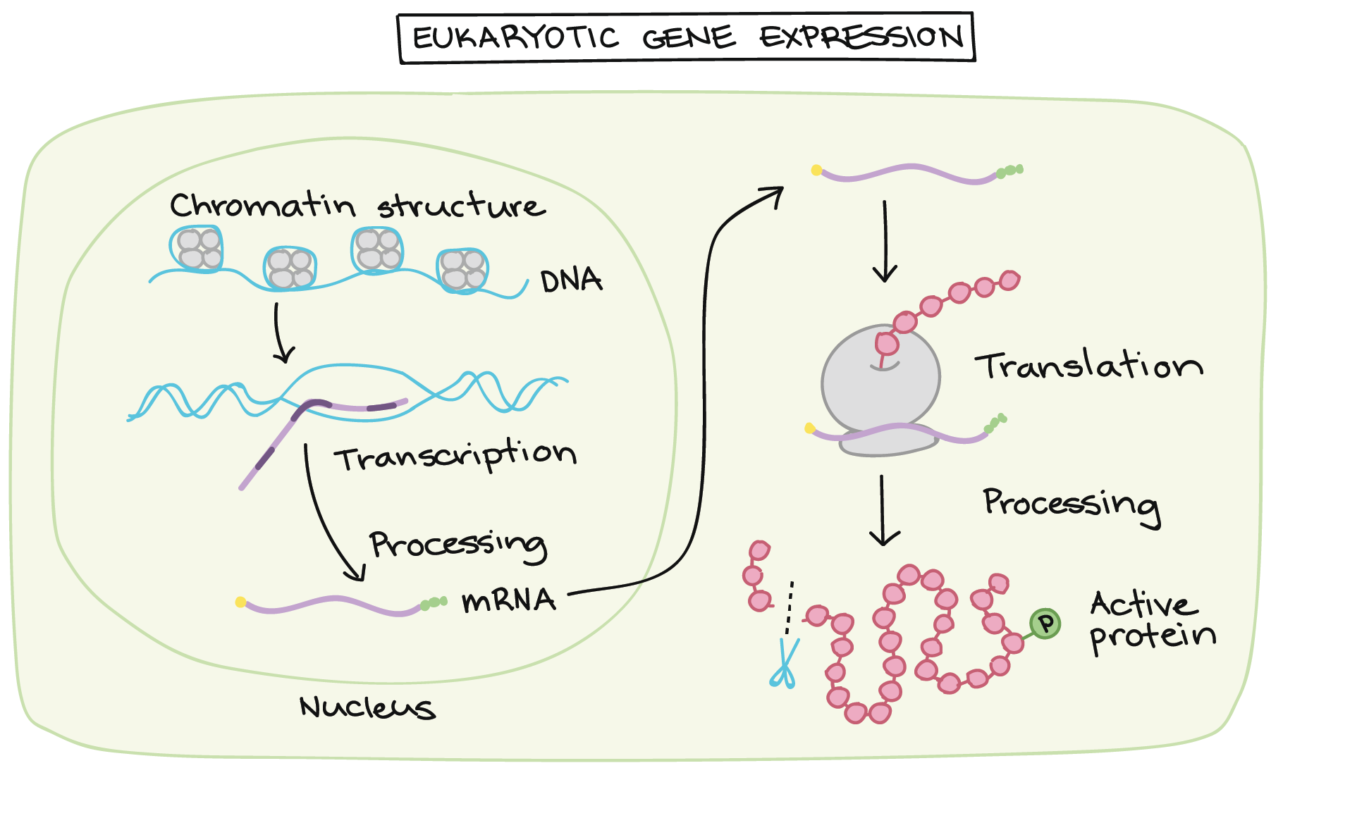 Regulation of crucial enzymes and transcription factors on 2