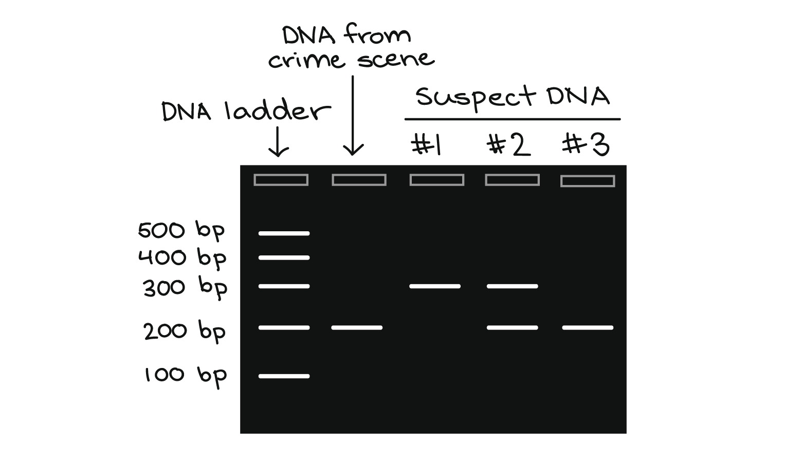 How To Read A Dna Fingerprint Chart