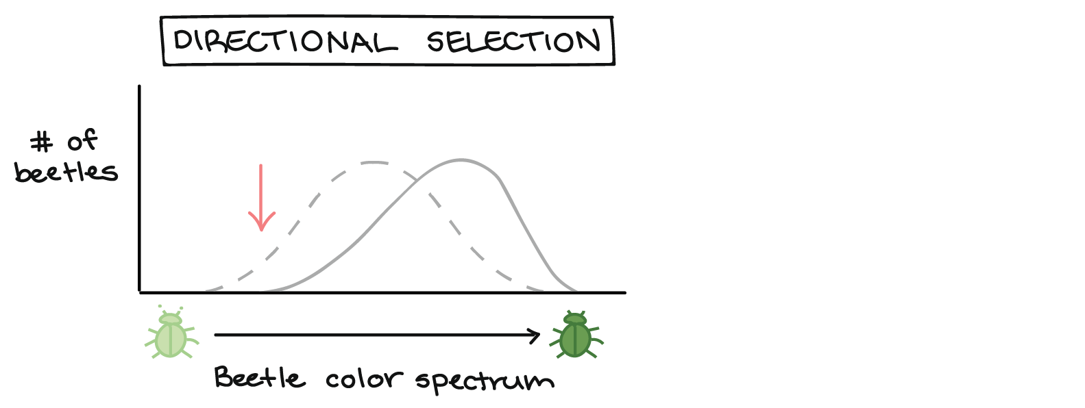 directional selection