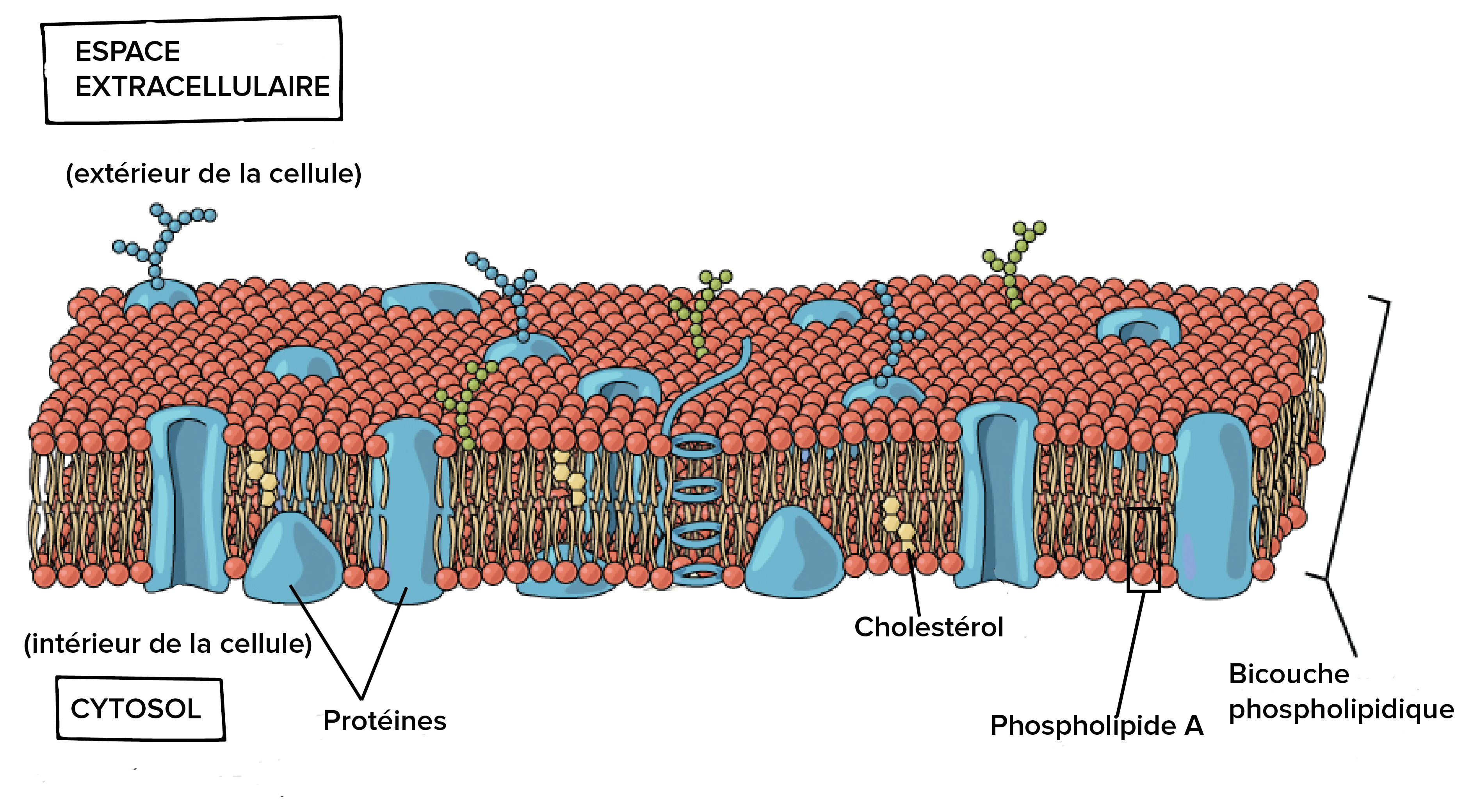 Structure De La Membrane Cellulaire Les Membranes Biologiques Des Structure De La Membrane Cellulaire Les Membranes Biologiques Des