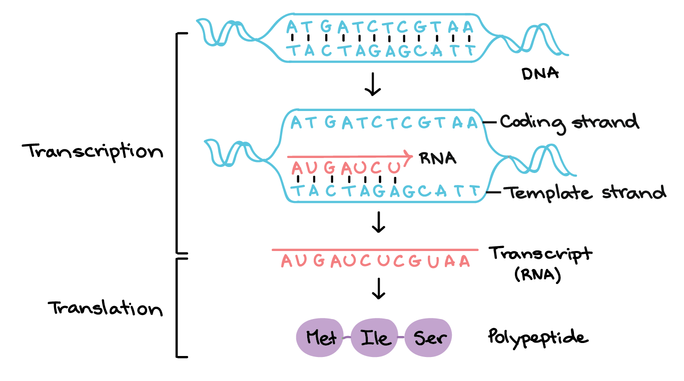 Na transcrição, uma região de DNA se abre. Uma fita, a fita molde (ou template, do inglês), serve como gabarito para a síntese de um transcrito de RNA complementar. A outra fita, a fita codificadora, é idêntica ao RNA transcrito quanto à sequência, exceto que ela tem bases uracila (U) no lugar de bases timina (T).

Exemplo:

Fita codificante: 5'-ATGATCTCGTAA-3'
Fita molde: 3'-TACTAGAGCATT-5'
RNA transcrito: 5'-AUGAUCUCGUAA-3'

Na tradução, o RNA transcrito é lido para produzir um polipeptídeo.

Exemplo:

Transcrito de RNA: 5'-AUG AUC UCG UAA-3'
Polipeptídeo: (N-terminal) Met - Ile - Ser - [STOP] (C-terminal)