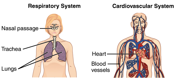 organ systems and their functions