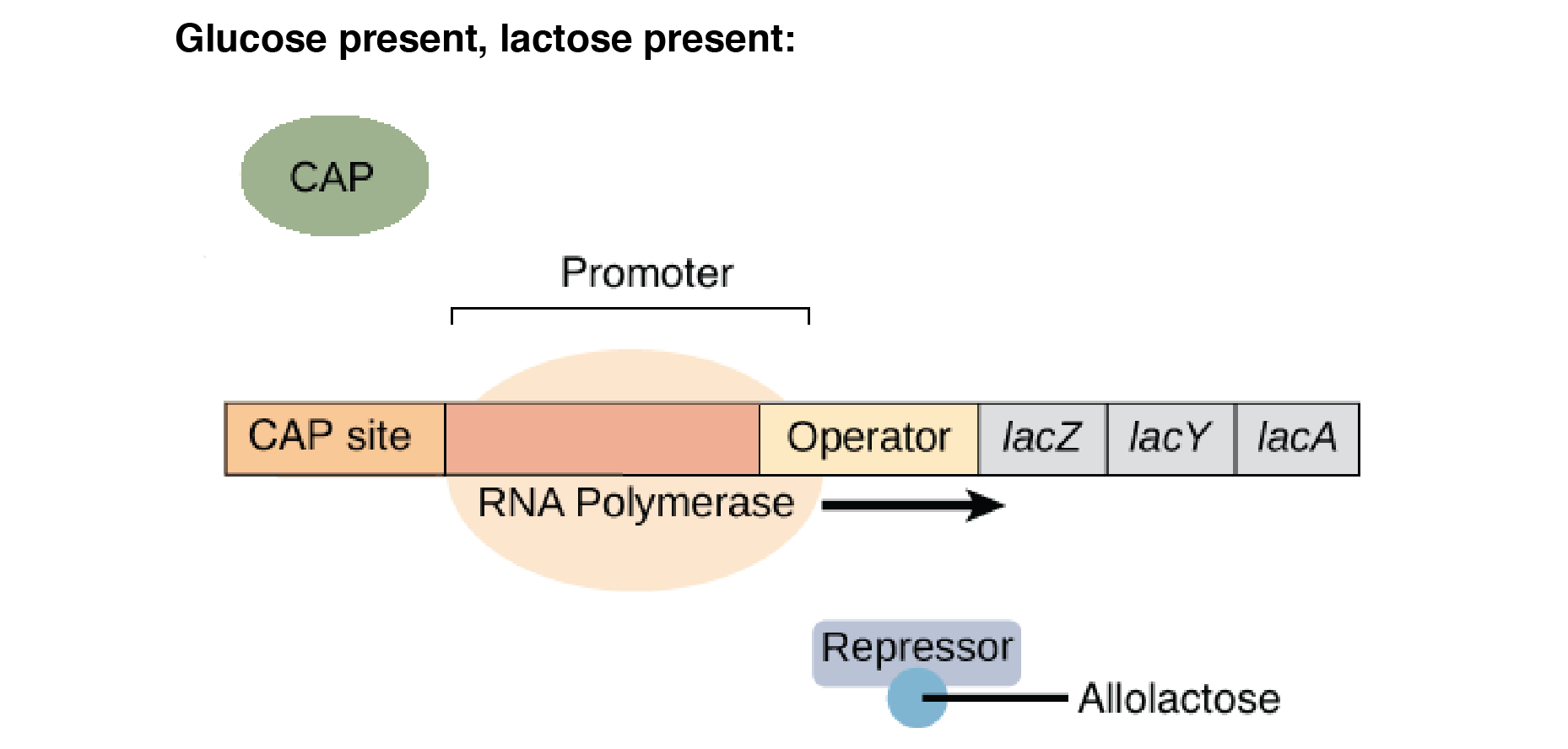 Image result for lac operon