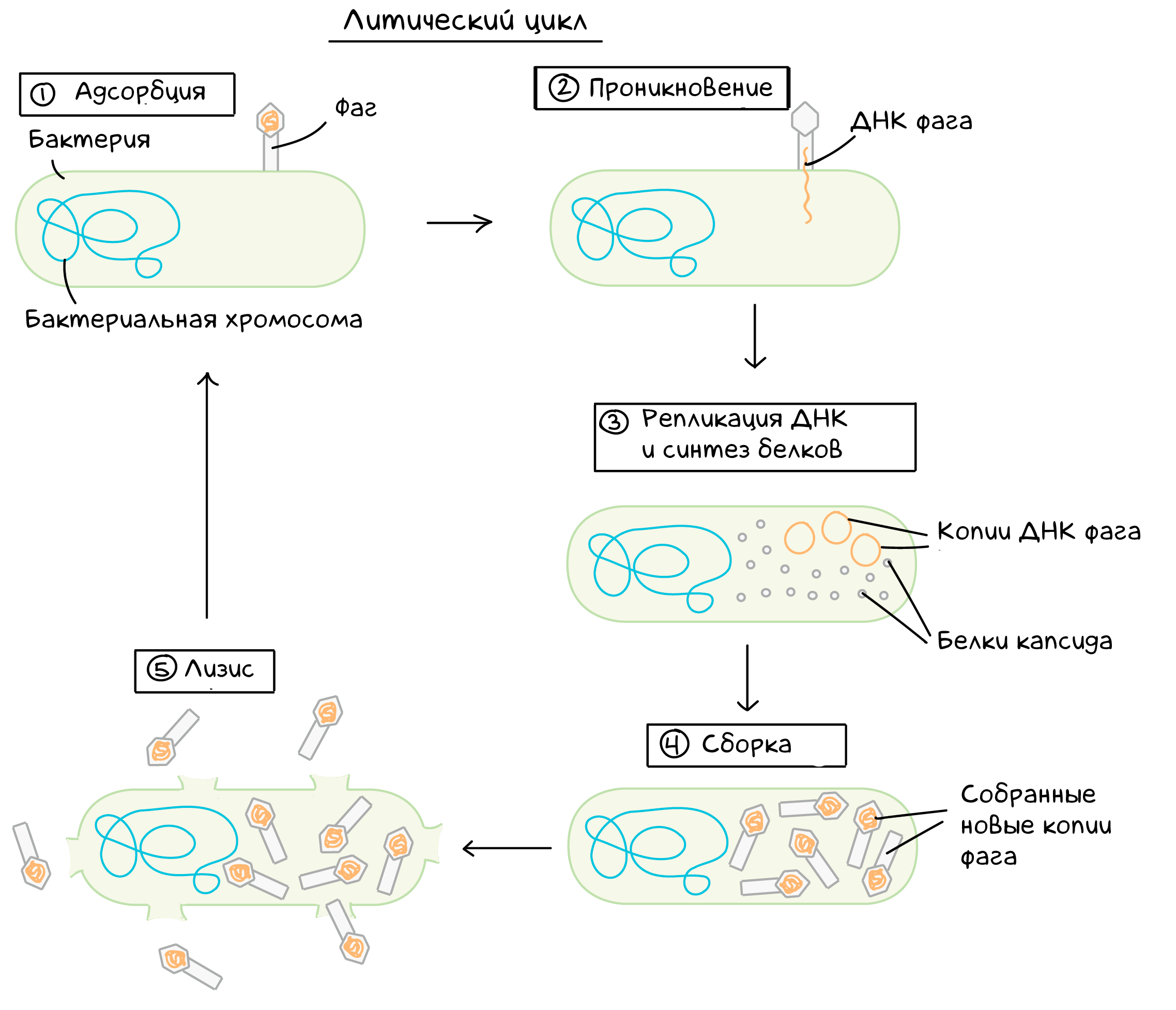 Цикл бактерии. Жизненный цикл бактериофага. Литический жизненный цикл вируса. Этапы жизненного цикла бактериофага. Жизненный цикл бактериофага схема.