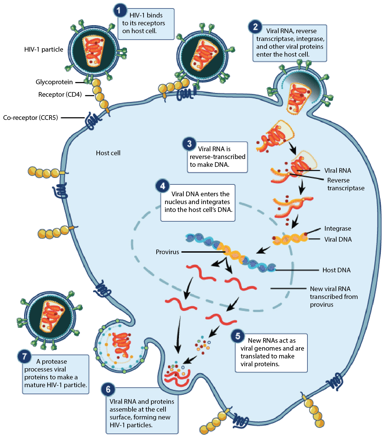 life cycle of rubella virus