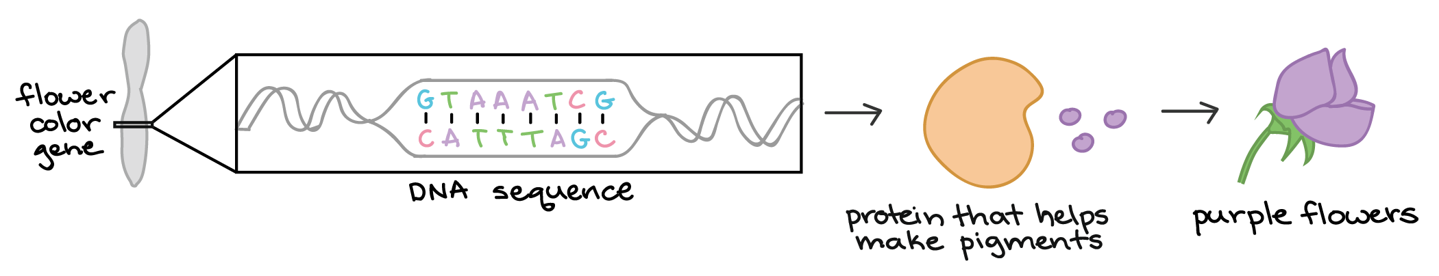 Diagram of how a gene can dictate a phenotype (observable feature) of an organism. The flower color gene that Mendel studied consists of a stretch of DNA found on a chromosome. The DNA has a particular sequence; part of it, shown in this diagram, is 5'-GTAAATCG-3' (upper strand), paired with the complementary sequence 3'-CATTTAGC-5' (lower strand). The DNA of the gene specifies production of a protein that helps make pigments. When the protein is present and functional, pigments are produced, and the flowers of a plant have a purple color.