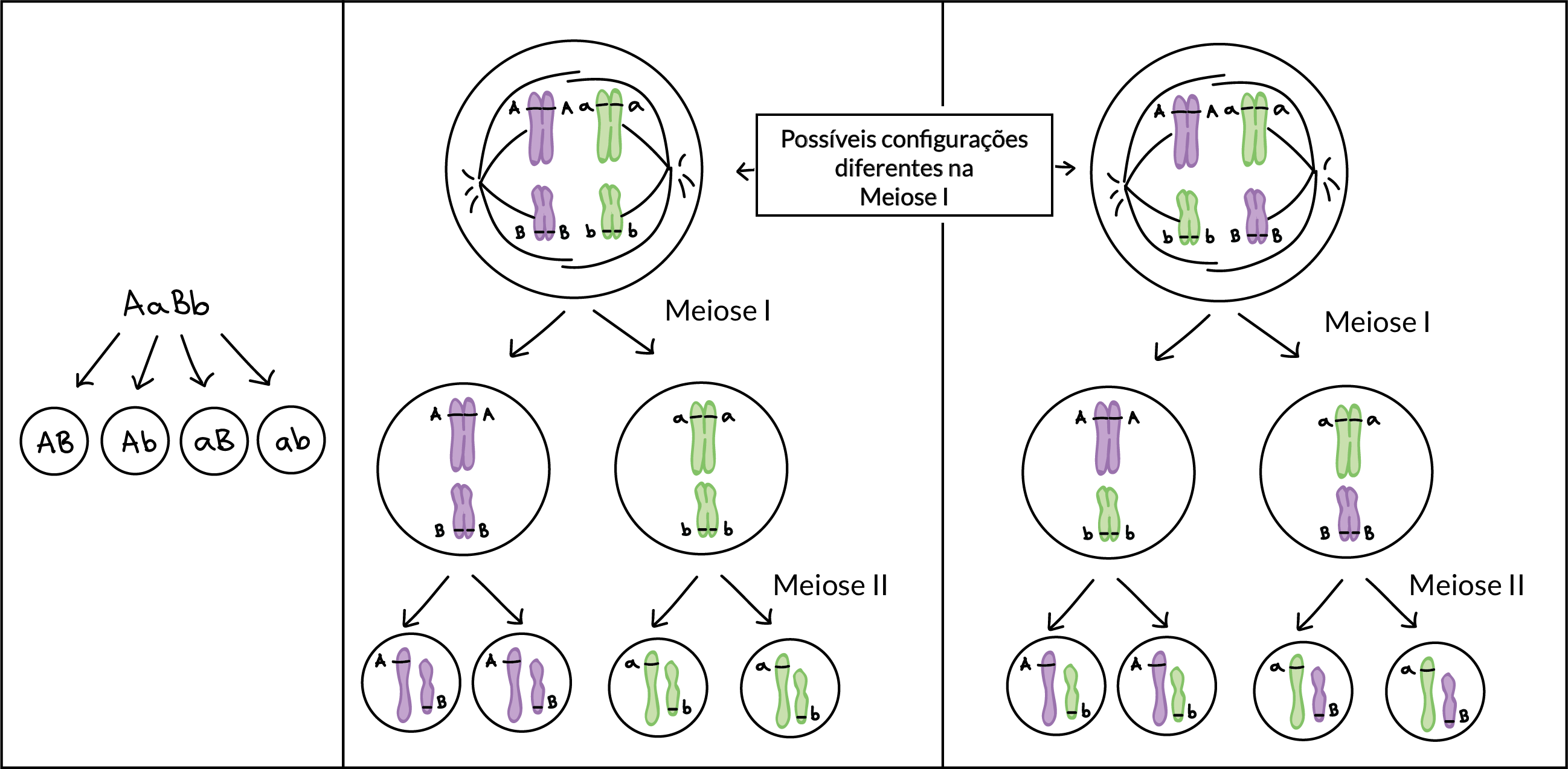 Diagrama comparando:

1) como um indivíduo AaBb é submetido a produzir quatro tipos de gametas igualmente comuns, AB, Ab, aB e ab, em genética Mendeliana

com

2) a segregação independente dos cromossomos na meiose. O diagrama retrata a relação entre a configuração de cromossomos na meiose I e segregação homóloga de gâmetas por dois pares de cromossomos homólogos. O maior par de cromossomo carrega o gene A e o par de cromossomo menor carrega o gene B. O organismo é heterozigoto, então o maior par de homólogos consiste em um cromossomo com um alelo A e outro com um alelo a, enquanto o menor par de homólogos consiste de um cromossomo com um alelo B e outro com um alelo b. 

Se os homólogos contendo os alelos A e B estão posicionados em um lado da placa metafásica, os homólogos carregando os alelos a e b serão posicionados do outro lado da placa metafásica, e gametas AB e ab, finalmente, serão produzidos. Se, por outro lado, os homólogos tendo os alelos A e b são posicionados em um lado da placa metafásica (e os homólogos carregando os alelos a e B do outro), gametas Ab e aB, finalmente, vão ser produzidos.