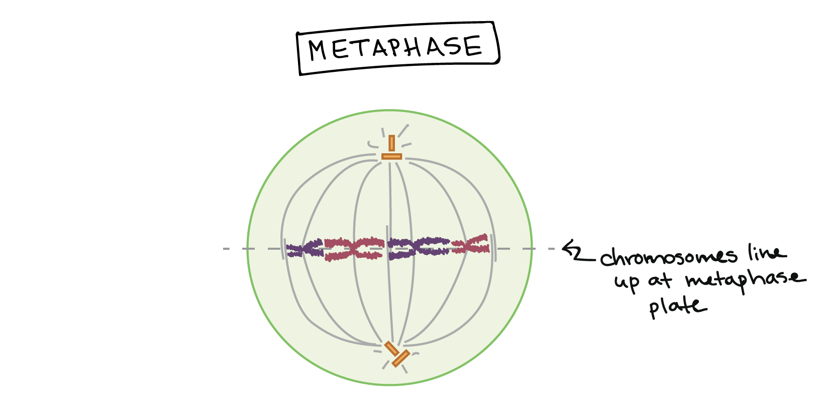 Metaphase. Chromosomes line up at the metaphase plate, under tension from the mitotic spindle. The two sister chromatids of each chromosome are captured by microtubules from opposite spindle poles.