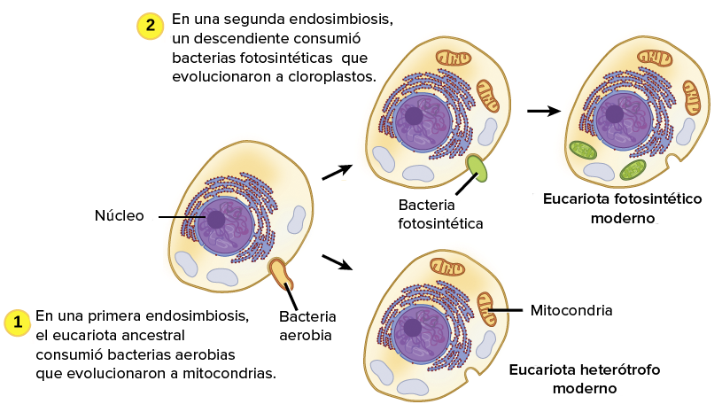Las mitocondrias y los cloroplastos (artículo) | Khan Academy