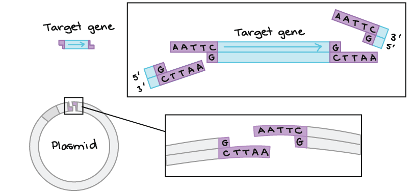 Restriction enzymes & DNA ligase (article) | Khan Academy