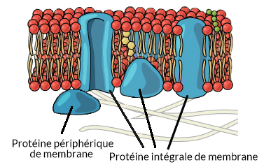 12-Partie de la membrane cellulaire bicouche phospholipide d'une