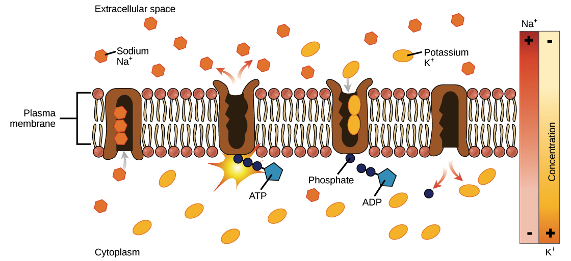 1. To begin, the pump is open to the inside of the cell. In this form, the pump binds readily to $\text {Na}^+$ ions (has a high affinity for them) and will take up three of them.

2. When the $\text {Na}^+$ ions bind, they trigger the pump to hydrolyze (break down) ATP. One phosphate group from ATP is attached to the pump, which is then said to be phosphorylated. ADP is released as a by-product.

3. Phosphorylation makes the pump change shape, re-orienting itself so it opens towards the extracellular space. In this conformation, the pump no longer binds readily to $\text {Na}^+$ ions (has a low affinity for them), so the three $\text {Na}^+$ ions are released outside the cell.

4. In its outward-facing form, the pump switches allegiances and now readily binds to (has a high affinity for) $\text K^+$ ions. It will bind two of them, and this triggers removal of the phosphate group attached to the pump in step 2.

5. With the phosphate group gone, the pump will change back to its original form, opening towards the interior of the cell. 

6. In its inward-facing shape, the pump no longer readily binds to $\text {K}^+$ ions, so the two $\text {K}^+$ ions will be released into the cytoplasm. The pump is now back to where it was in step 1, and the cycle can begin again.
