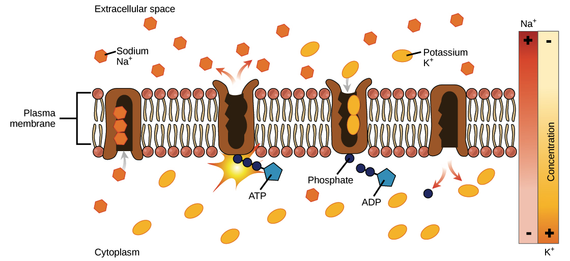 glucose sodium cotransporter diagram