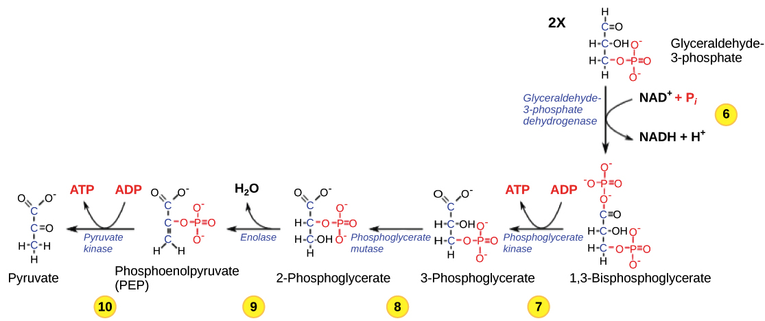 Simplified Glycolysis Chart