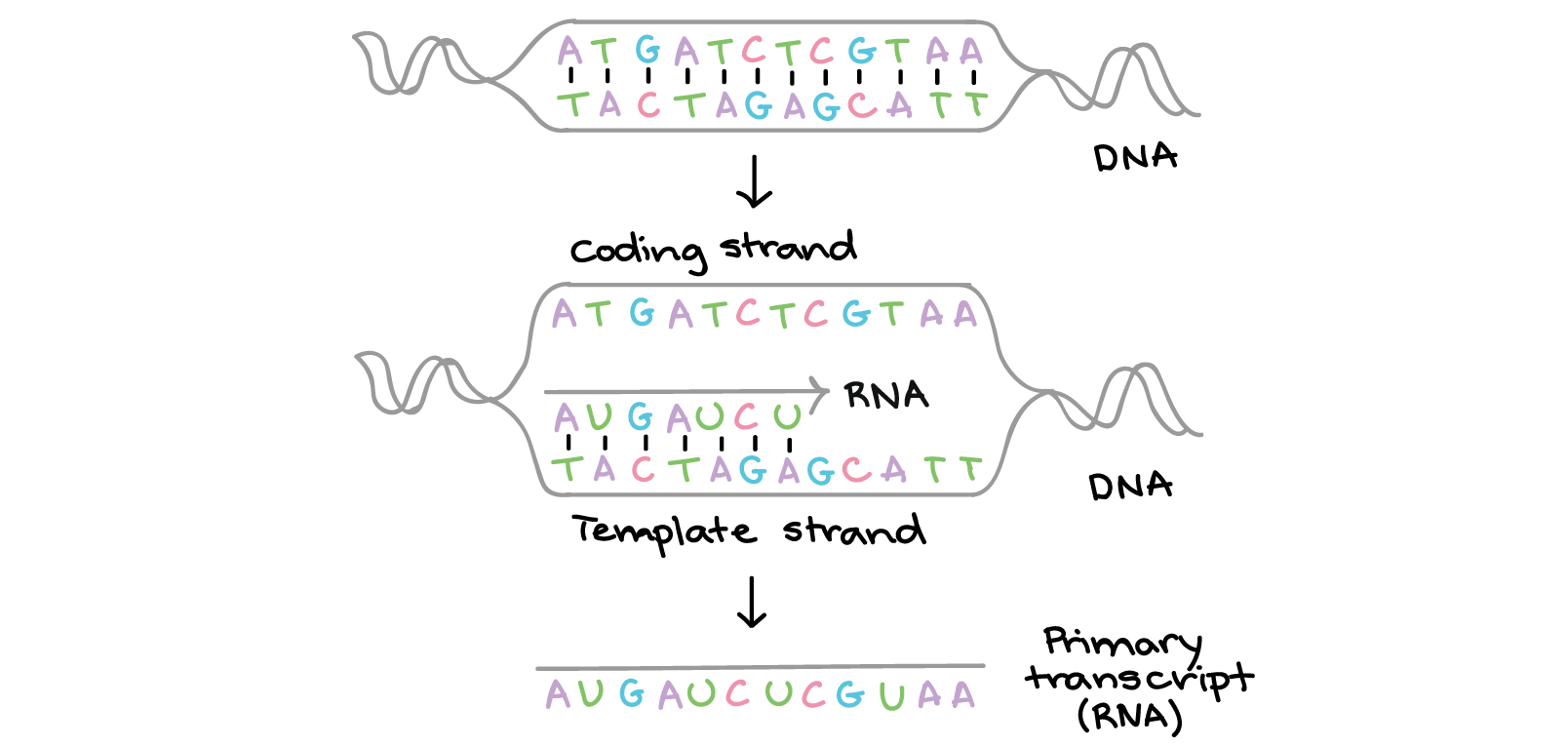 Protein Synthesis Flow Chart Biology