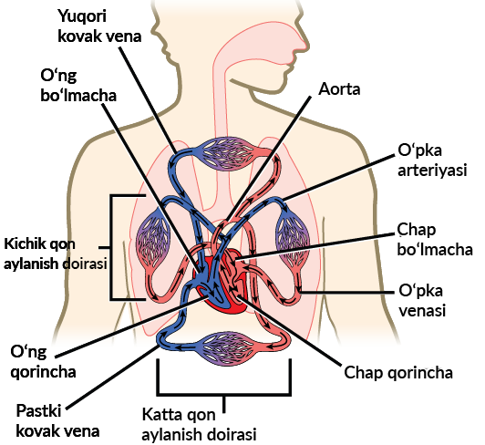 Jinsiy qiz yigitga siydi