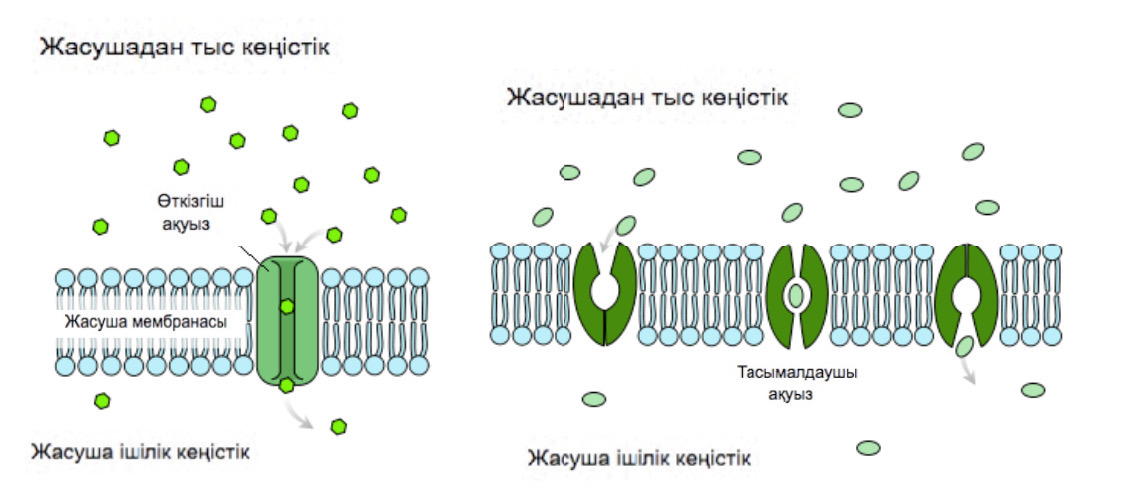 Еділ жағасындағы секс видео