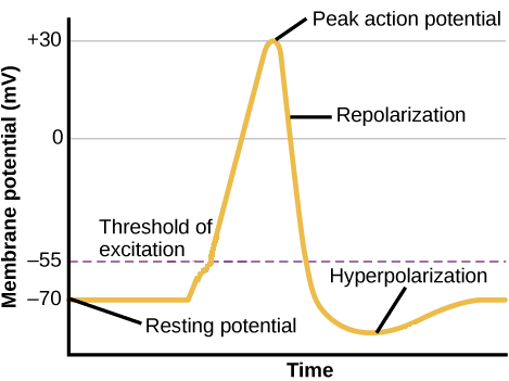 depolarization hyperpolarization