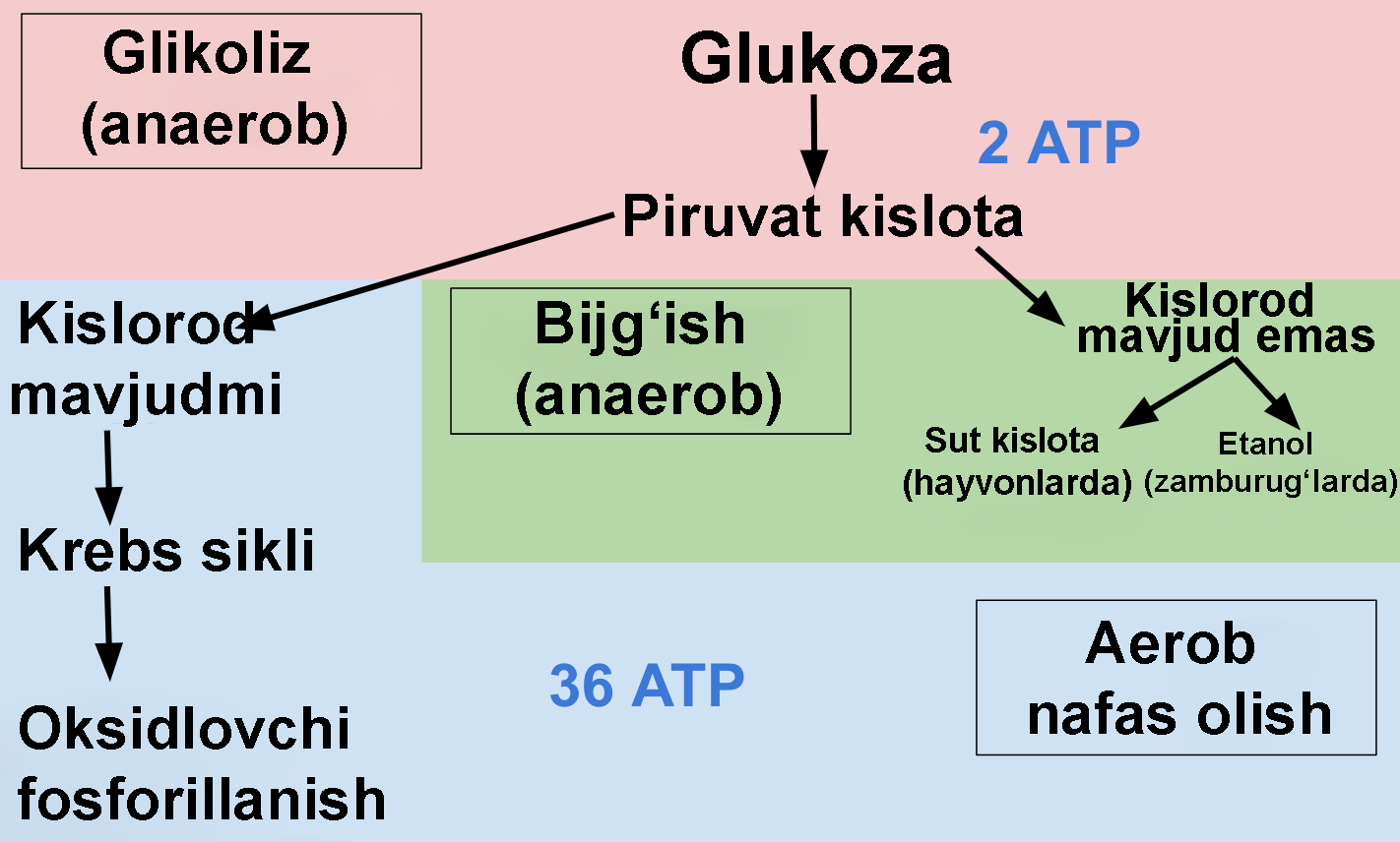 Uy bekalarining mushuklarining yaqindan suratlari