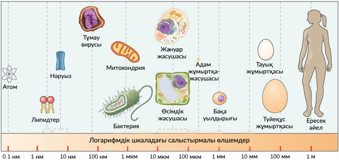 Үлкен семіз сиськи фотосуреттері