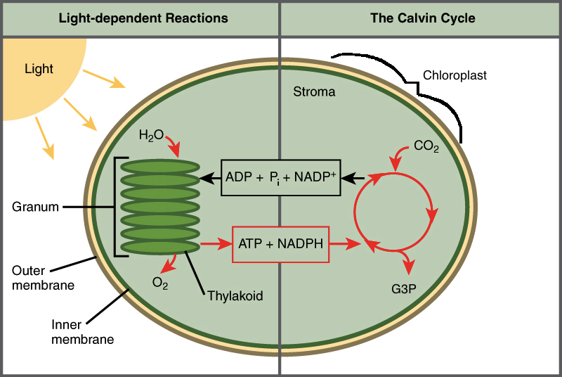 which of the following is a summary of photosynthesis