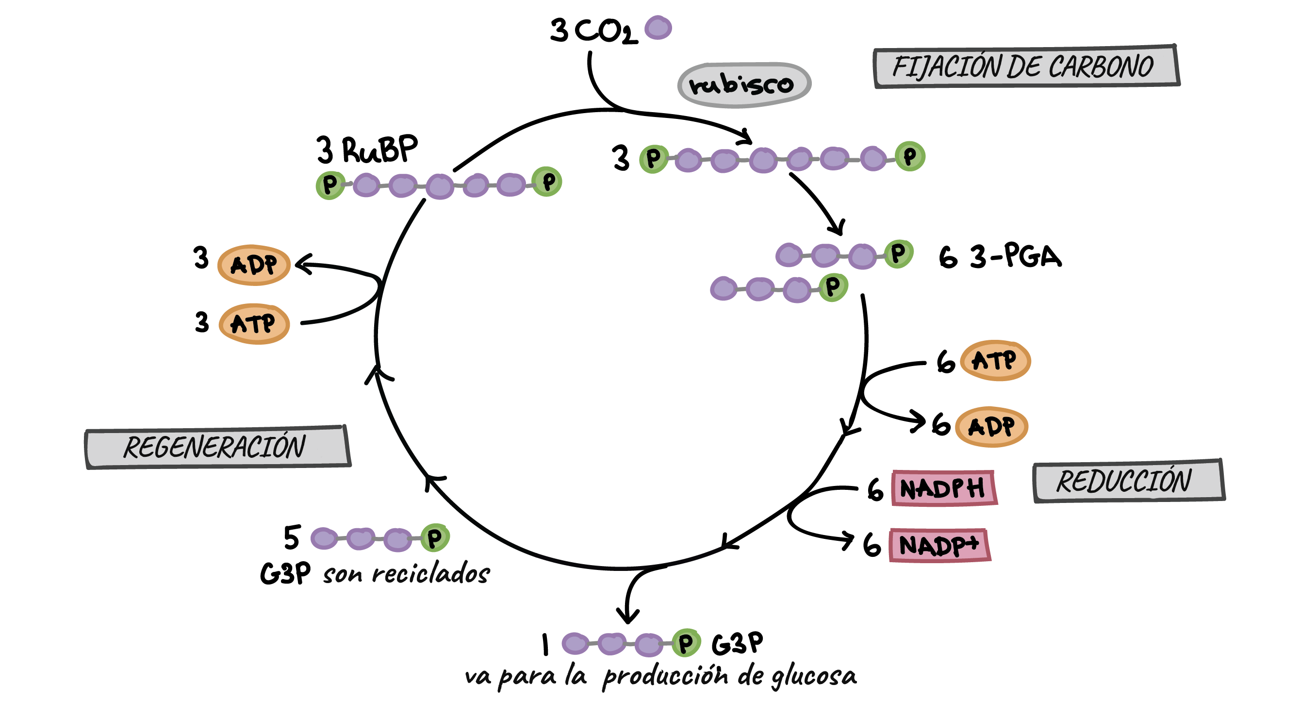 esquema del ciclo del carbono