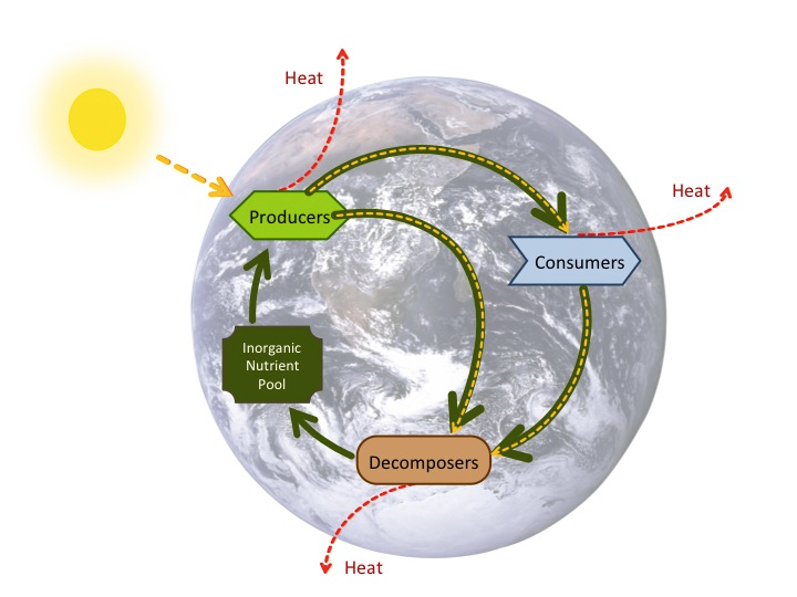 Which Two Biogeochemical Cycles Depend Directly on Photosynthesis