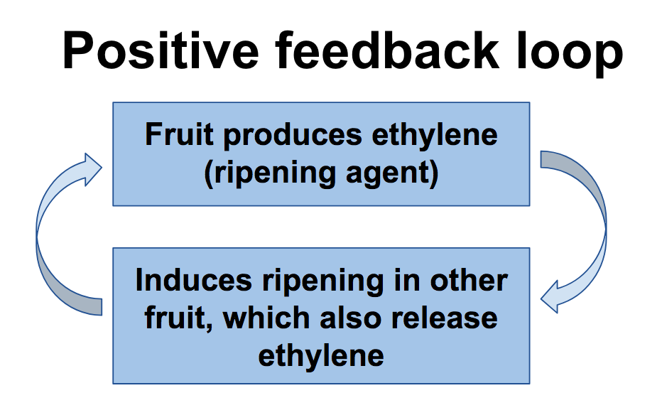 positive feedback loop examples