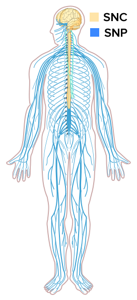 Repaso de los sistemas nervioso y endocrino (artículo) | Khan Academy