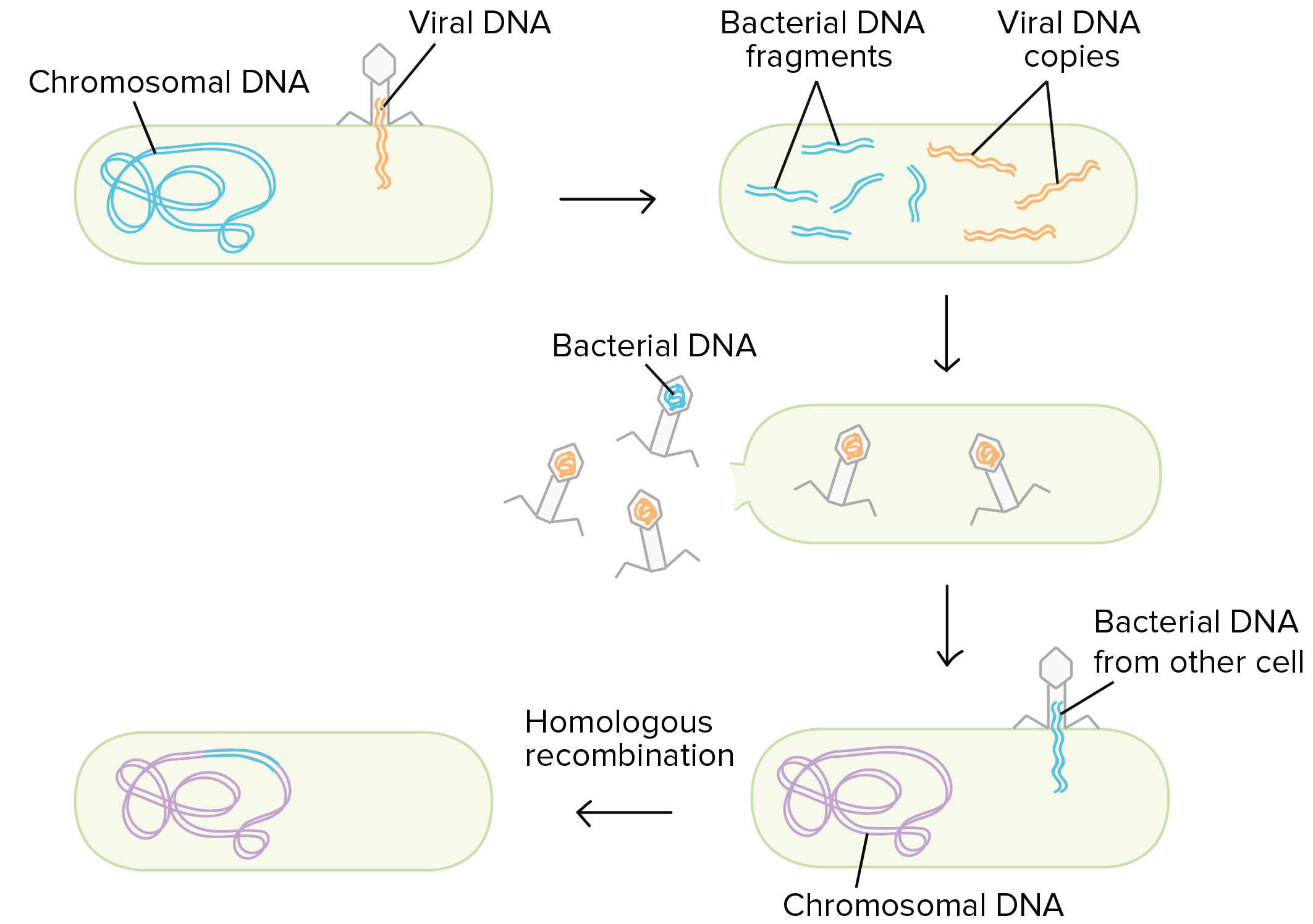 Transduction In Bacteria Transduction In Bacteria