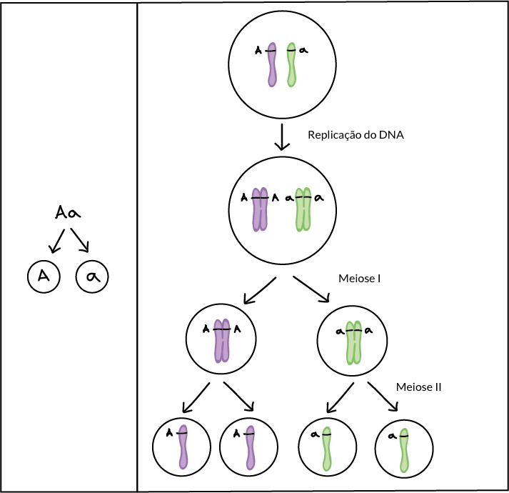 Diagrama comparando:

1) segregação de alelos em gâmetas: um organismo Aa produz gâmetas A e gâmetas a

com

2) a segregação dos cromossomos em gametas durante a meiose. Um cromossomo homólogo carrega um alelo A, enquanto o outro, um alelo a, na localização correspondente. Durante a meiose I, os cromossomos homólogos separam-se. Durante a meiose II, as cromátides irmãs de cada cromossomo homólogo separam-se. Em última análise, quatro gametas são produzidos: dois que contêm um cromossomo com um alelo A e dois que contêm um cromossomo com um alelo a.