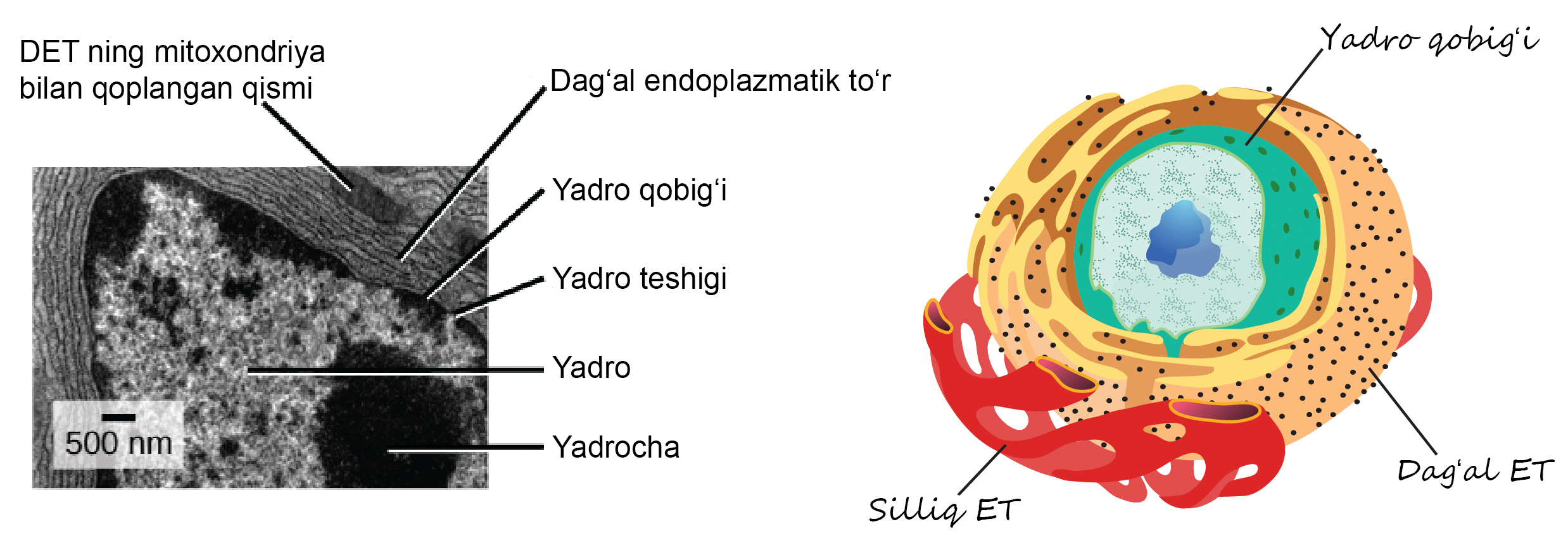 Porno video sut bilan oziqlantirish Rus va arman ayol ortasidagi jinsiy aloqa