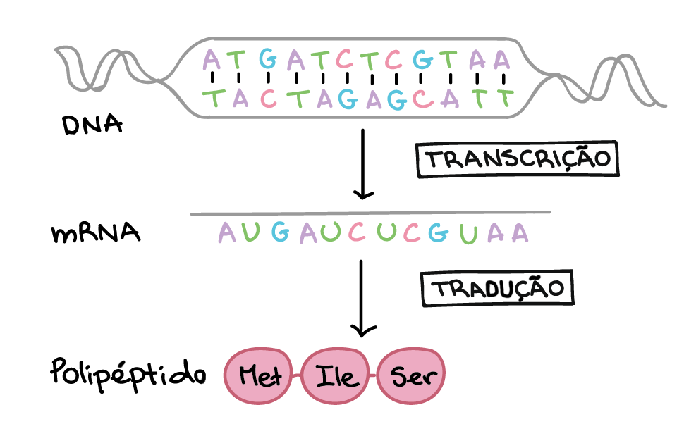 SOLUTION: Tradução e síntese proteica - Studypool