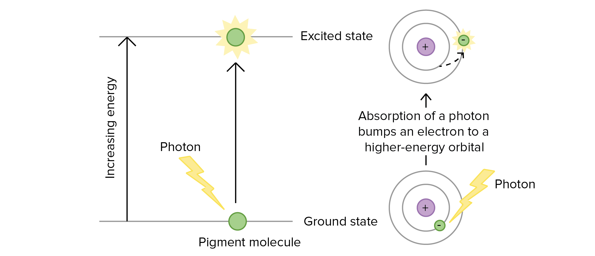 the light trapping pigment found in the leaves