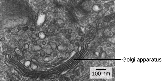 Mikrograf aparatus Golgi menunjukkan serangkaian cakram membran pipih di penampang