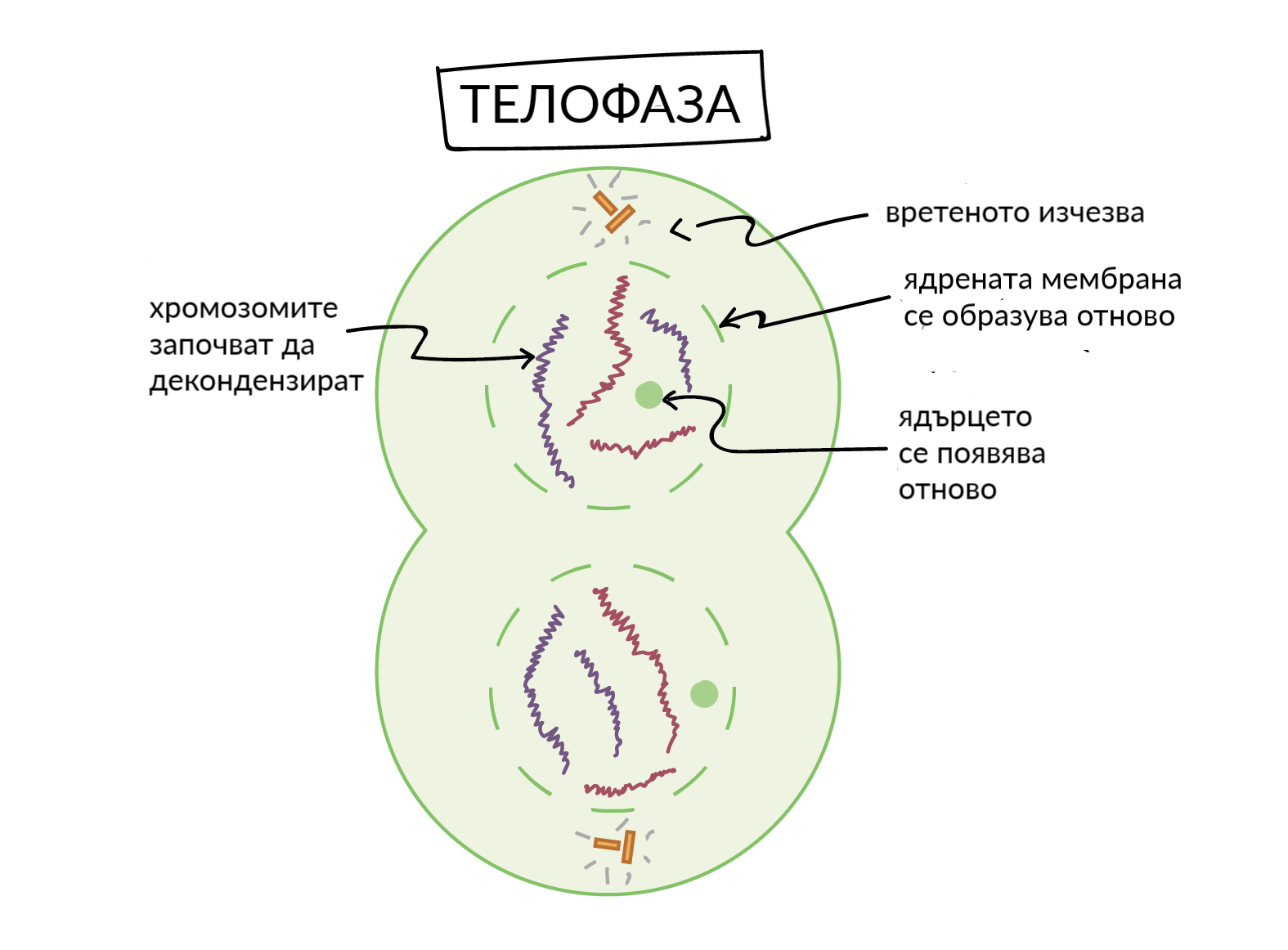 Телофаза деления клетки. Telophase Mitosis. Telophase in Mitosis. Гиф картинки митоз telofaza. Khan Academy biologiya.