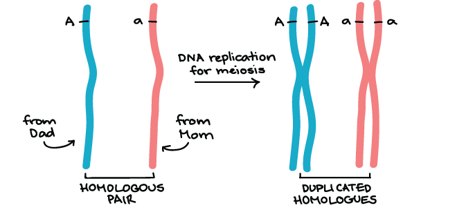 diagram of chromosome with gene