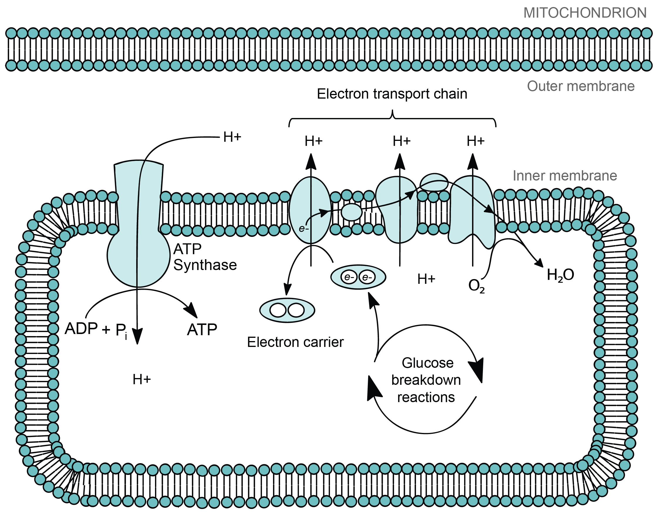 khan academy cell membrane