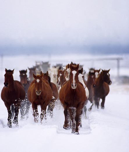 persuasive speech topics about horses