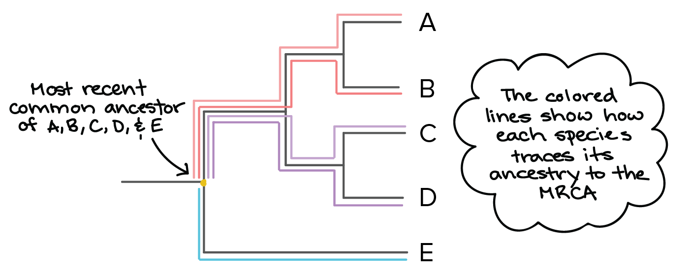 Most Recent Common Ancestor Chart